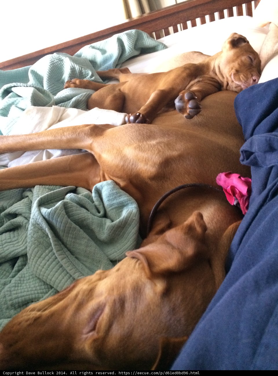 Best Buddies on Bed
