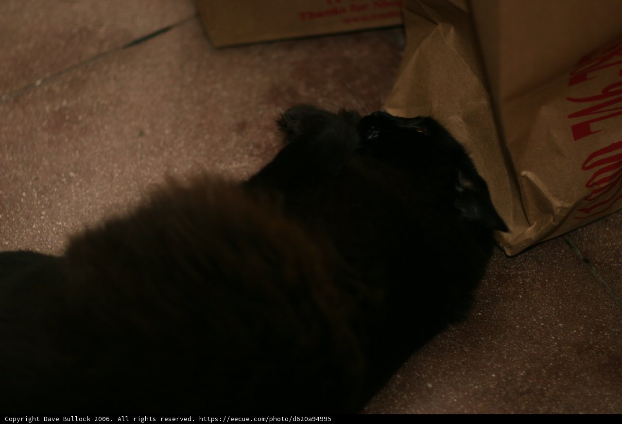 Playful Feline