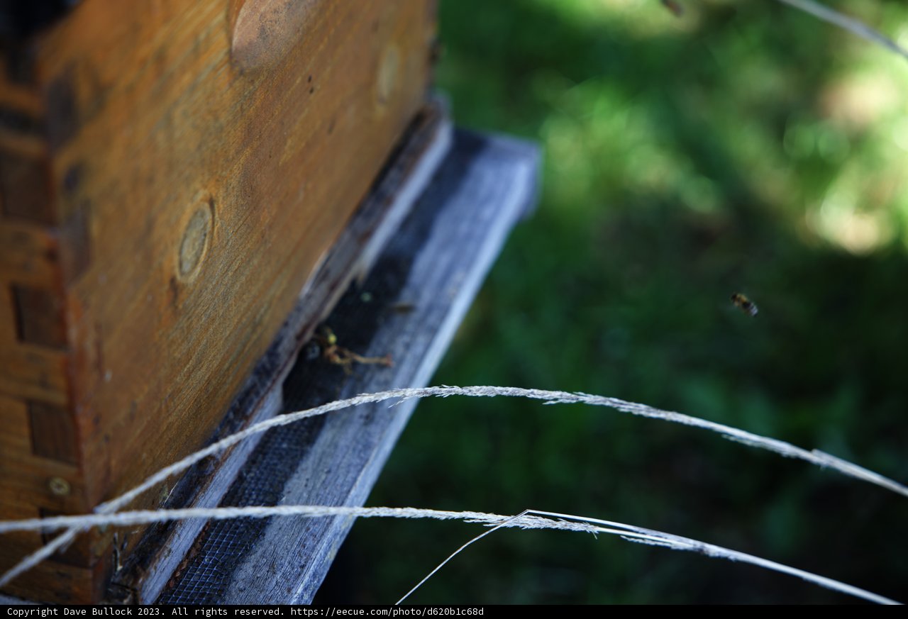 Buzzing into Action