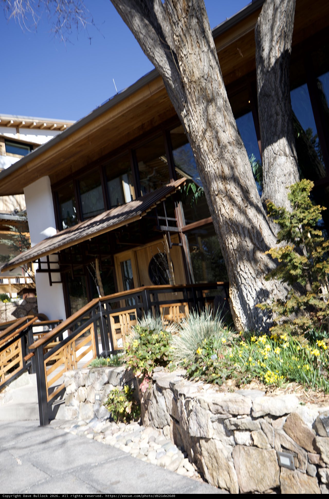 Rustic Mountain Architecture with Ancient Tree Integration