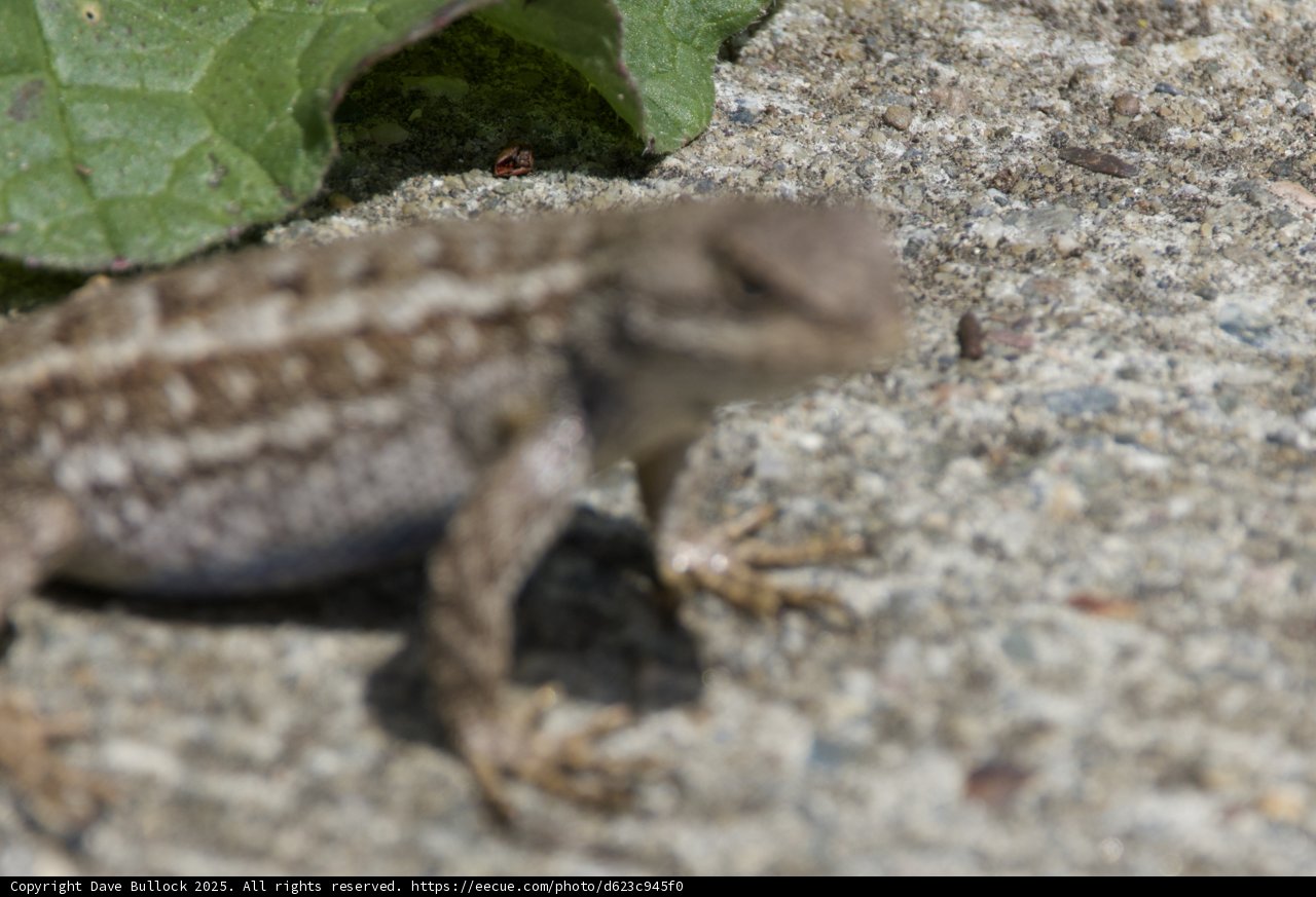 Camouflaged Critter