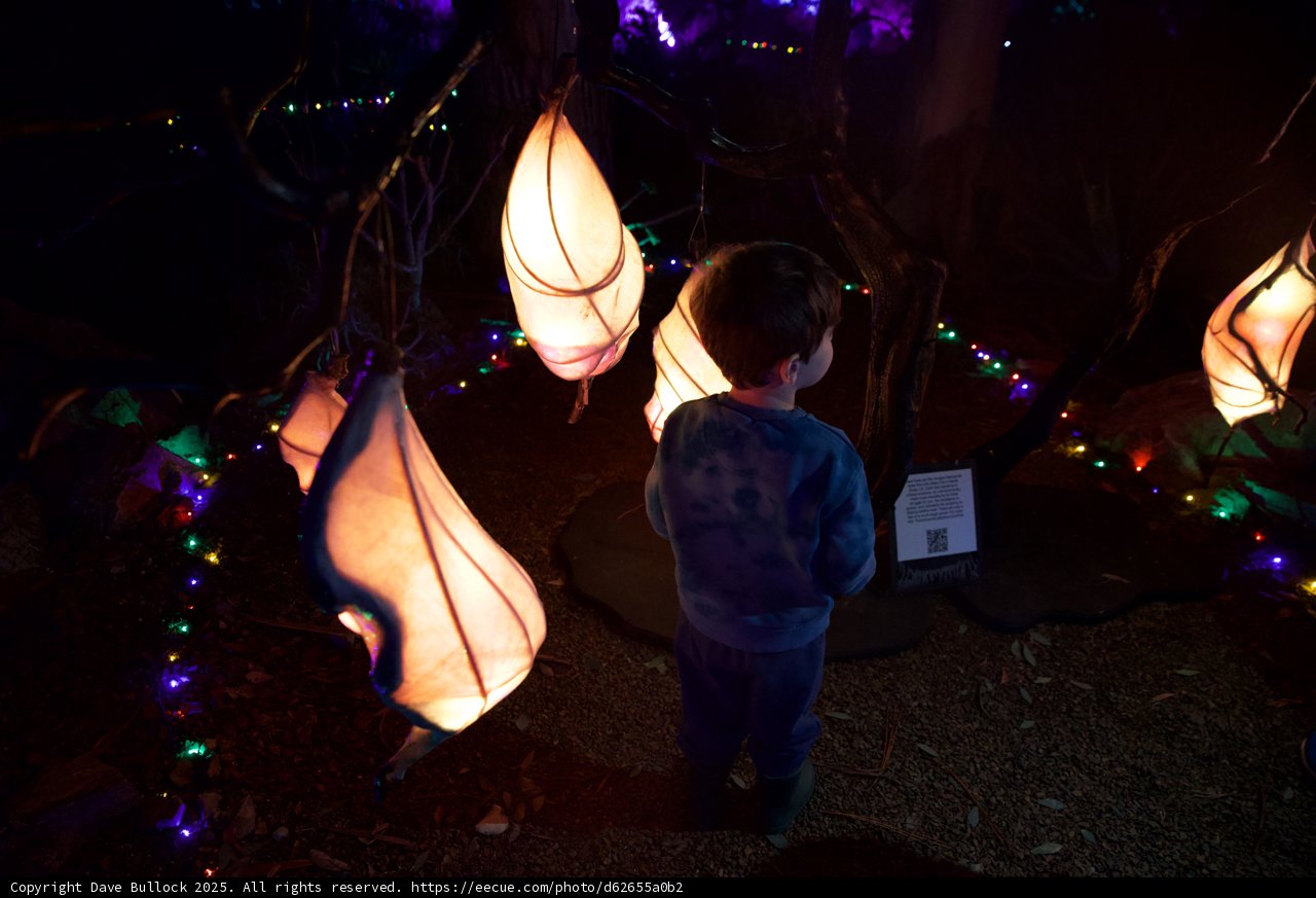 Enchanting Illuminations