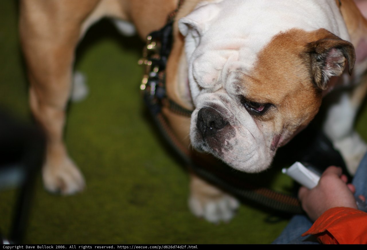 Bulldog on leash