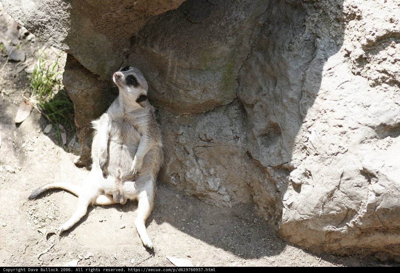 Rockin' Meerkat