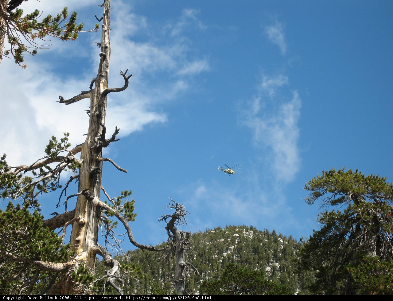 Flying over the Dead Tree
