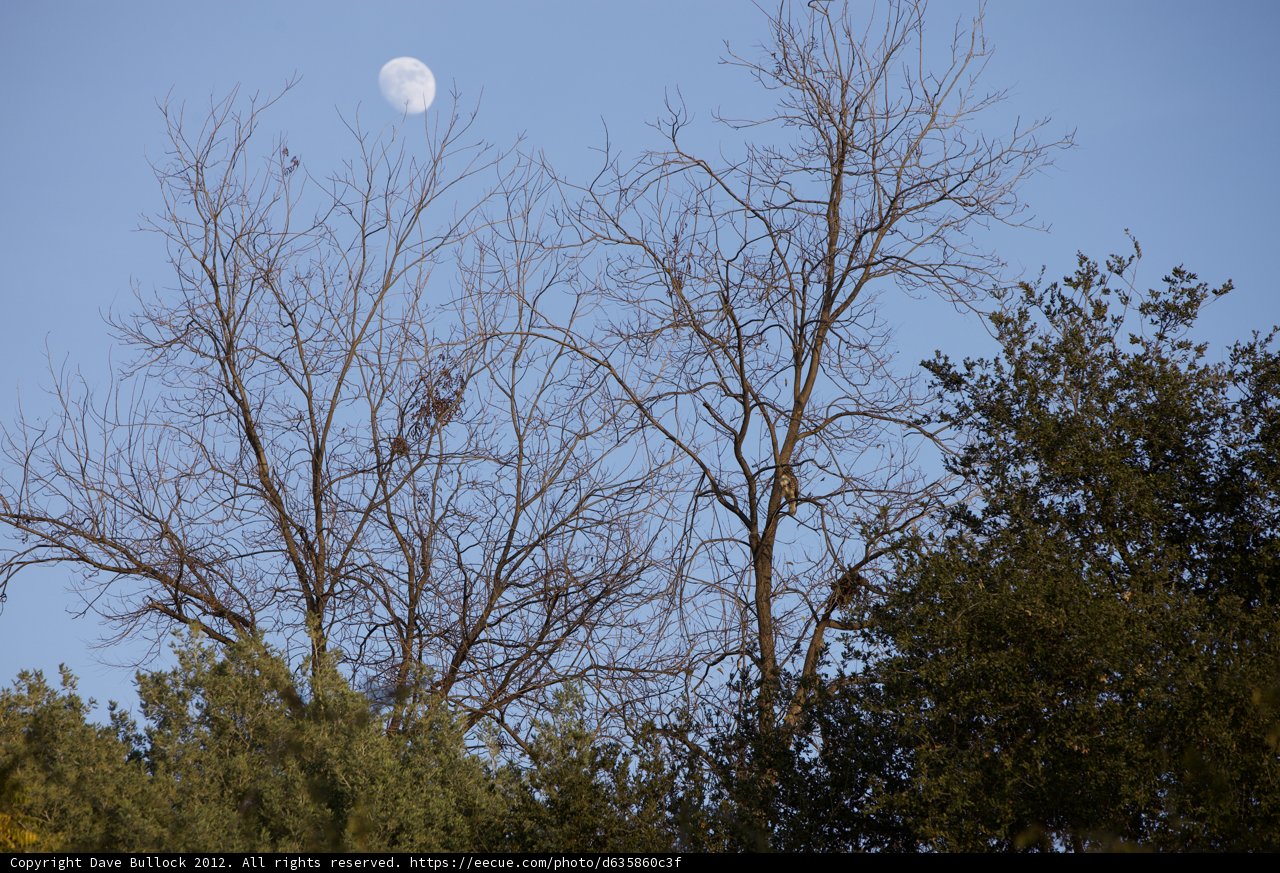 The Nighttime Majesty of the Full Moon
