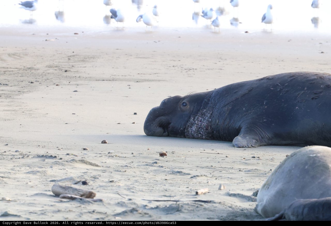 Elephant Seal Resting on Drakes Beach Sand
