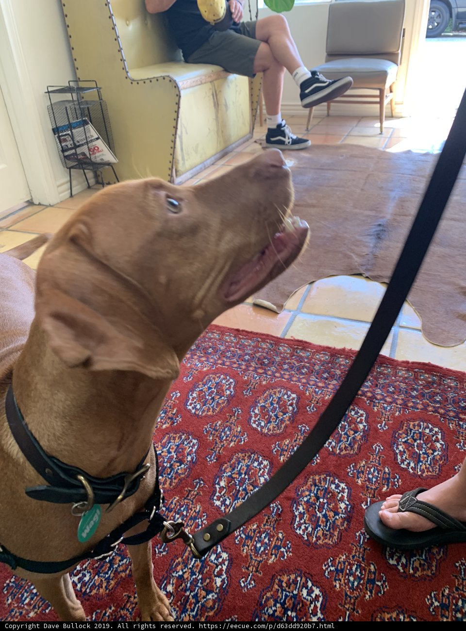 Canine Companion
