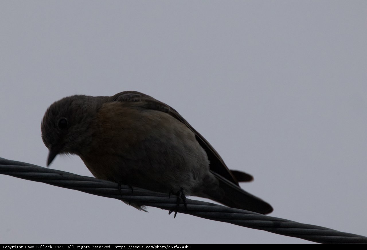 Perched Silhouette
