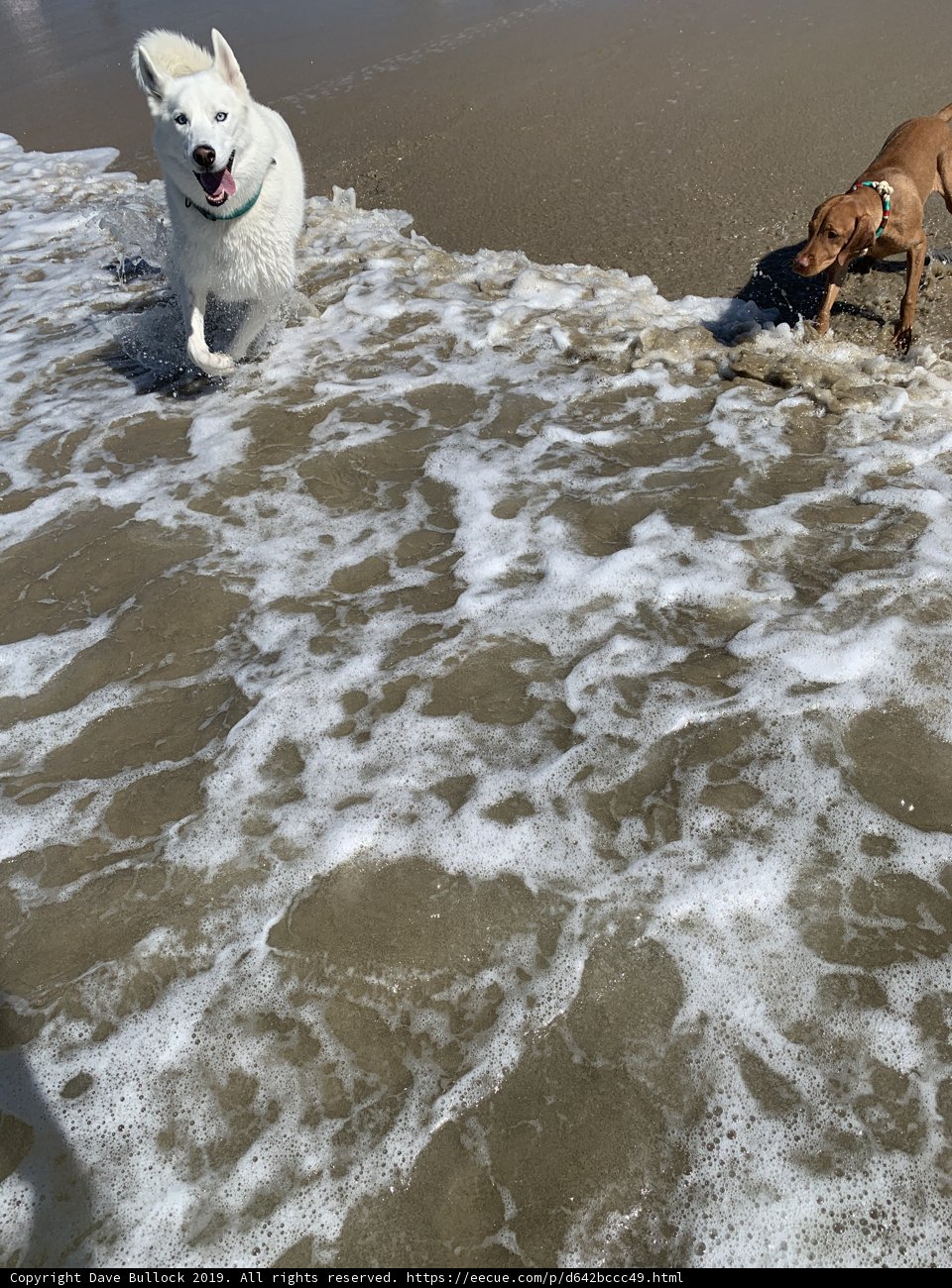 Canine Splash Zone