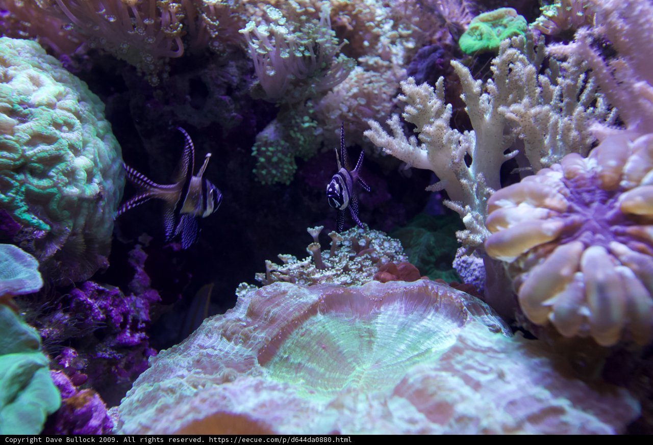 A Colorful Fish Amongst the Coral