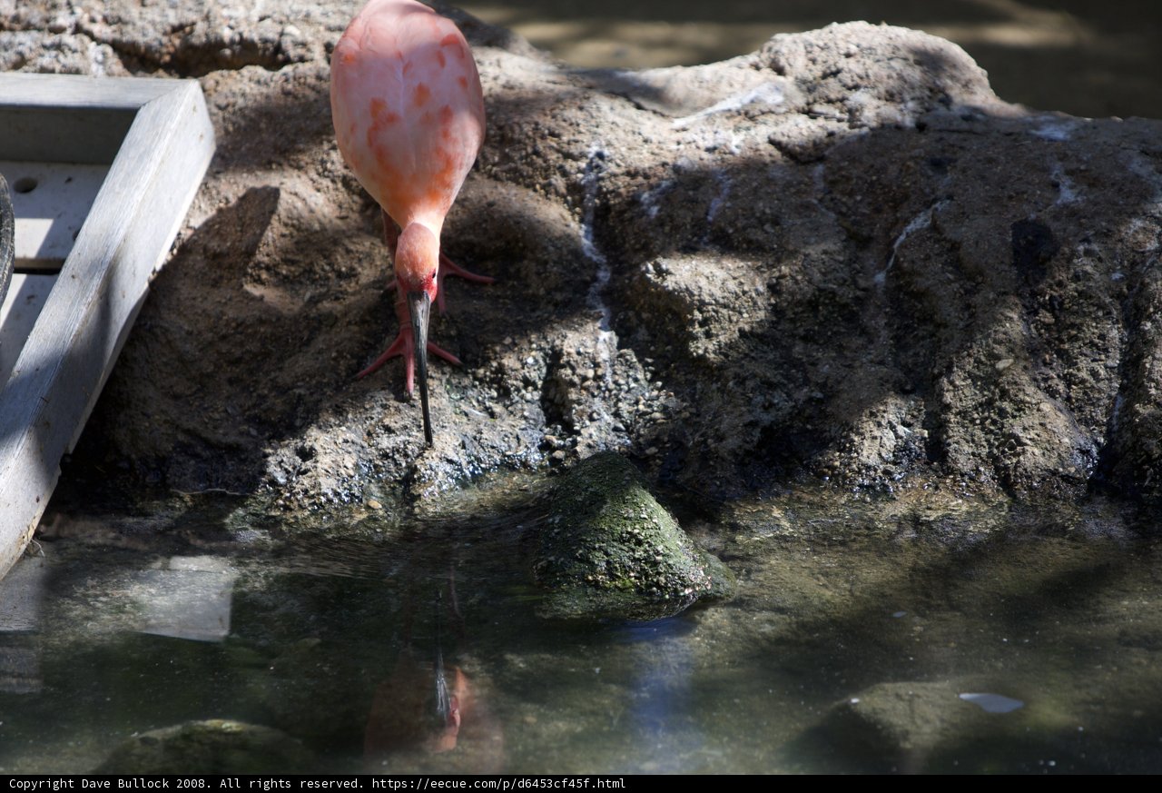 Flamingo by the Pond