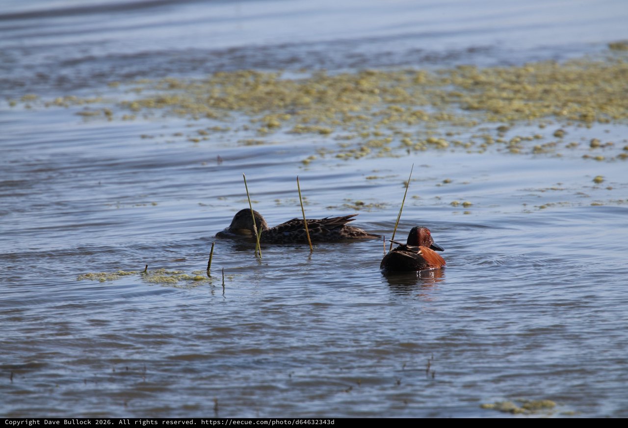 Cinnamon Teal Pair Foraging in Shallow Wetland Waters
