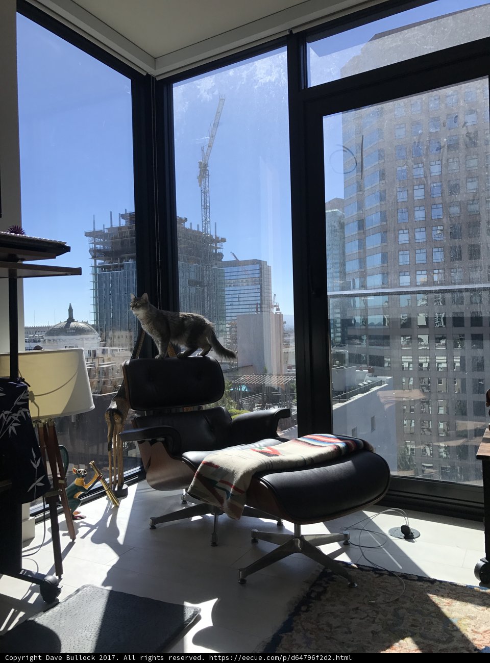 Feline in the Skyline