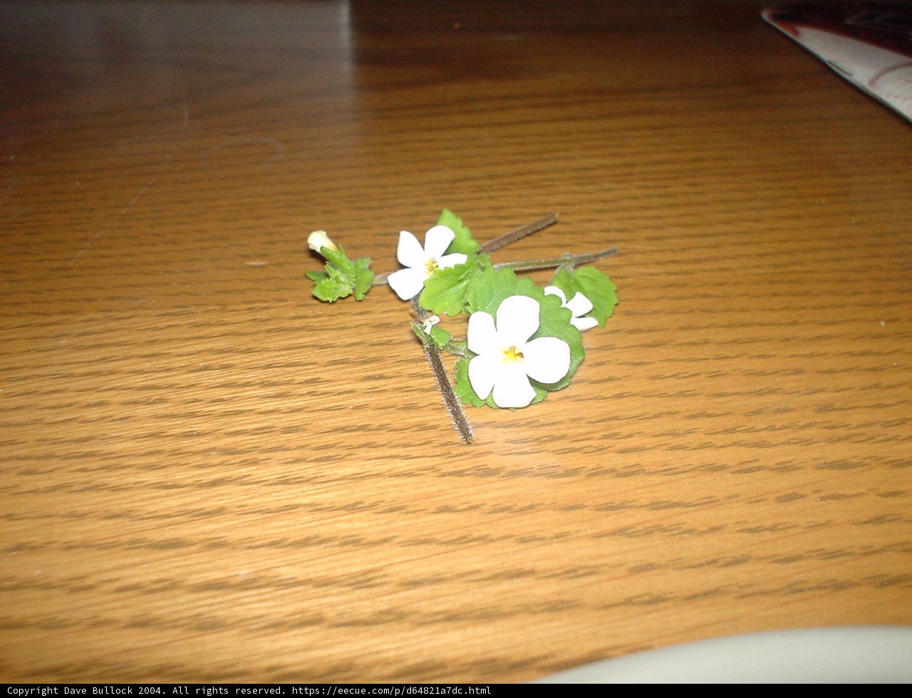 Blooming on Wood