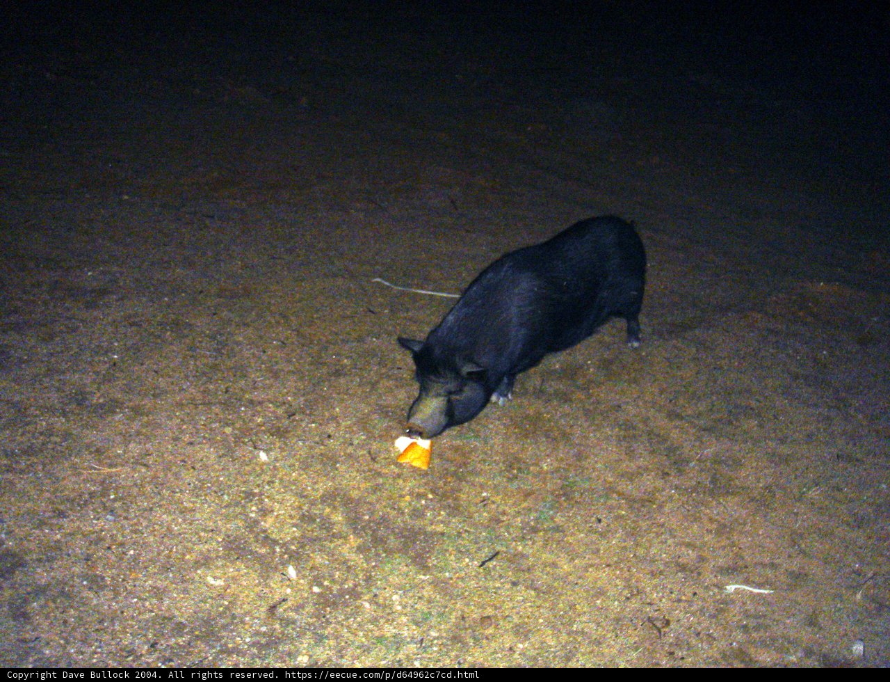 Midnight Snack