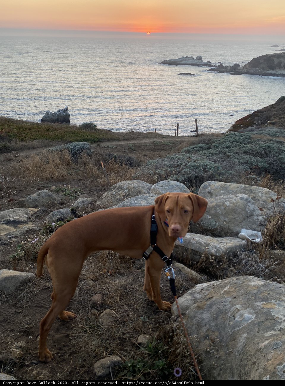 The Majestic Dog on the Rock