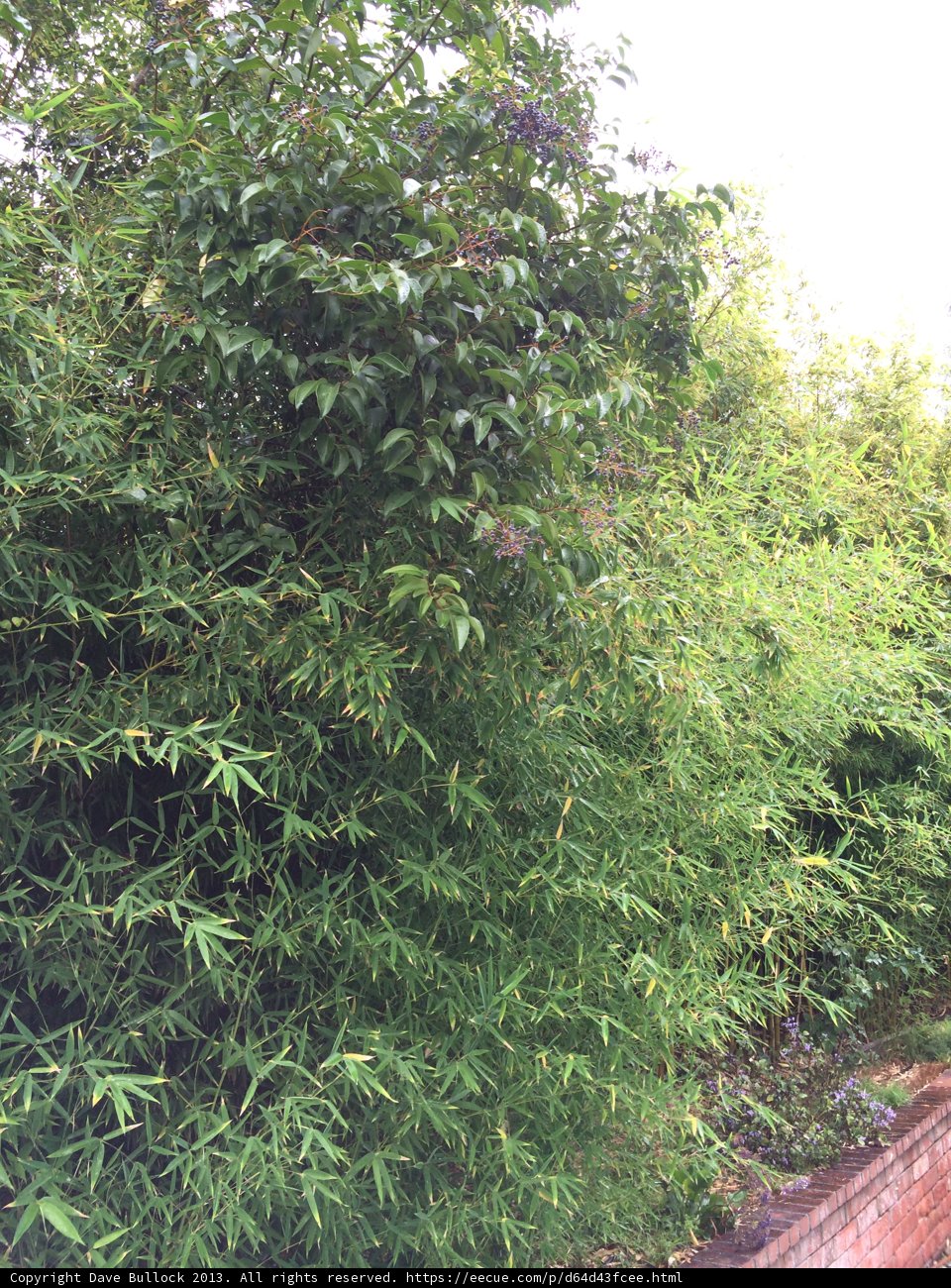 Lush Foliage Against Brick Wall
