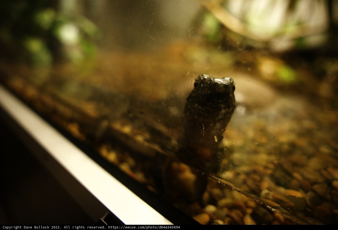 Curious Observer: The Little Fish