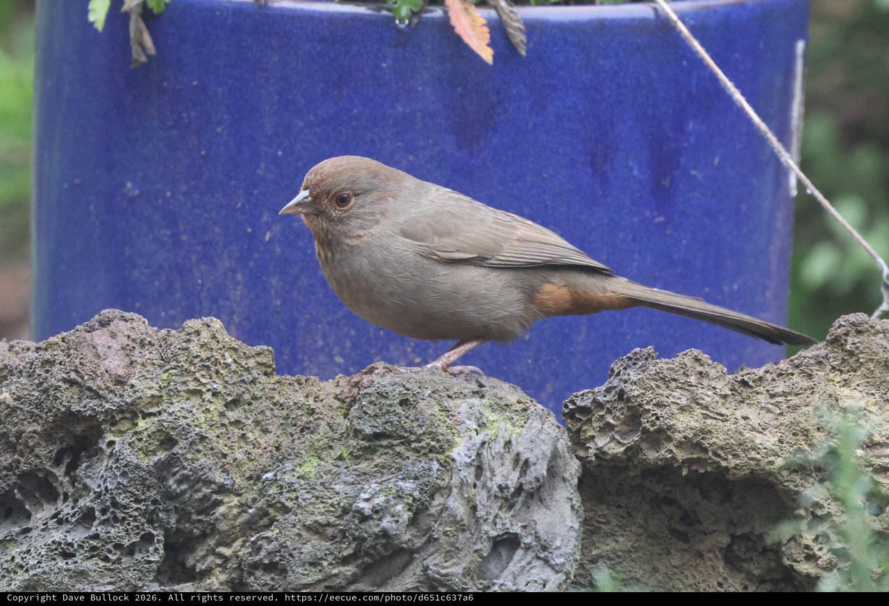 Brown Bird Perched on Textured Rock Wall