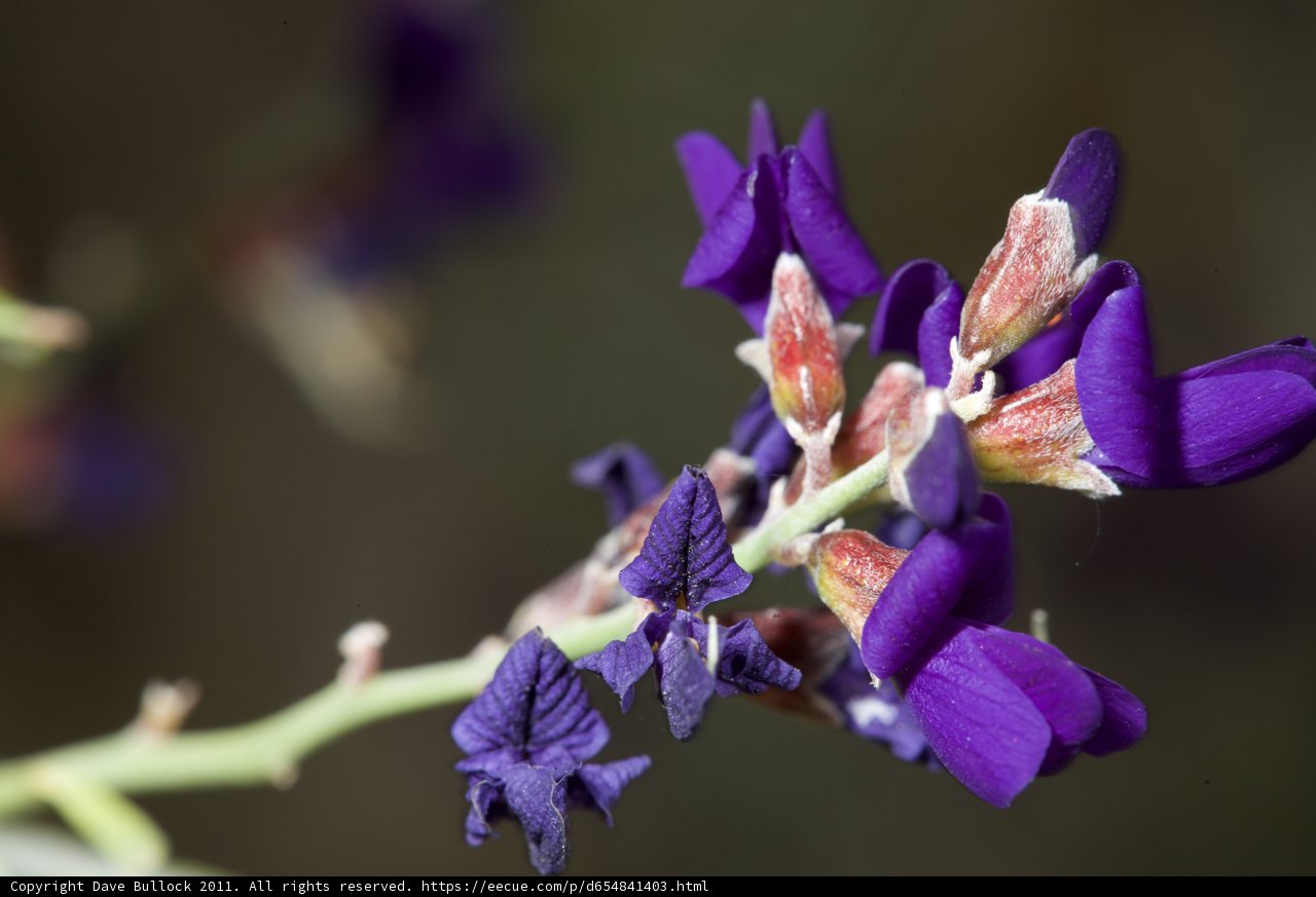 Purple Petals in Bloom