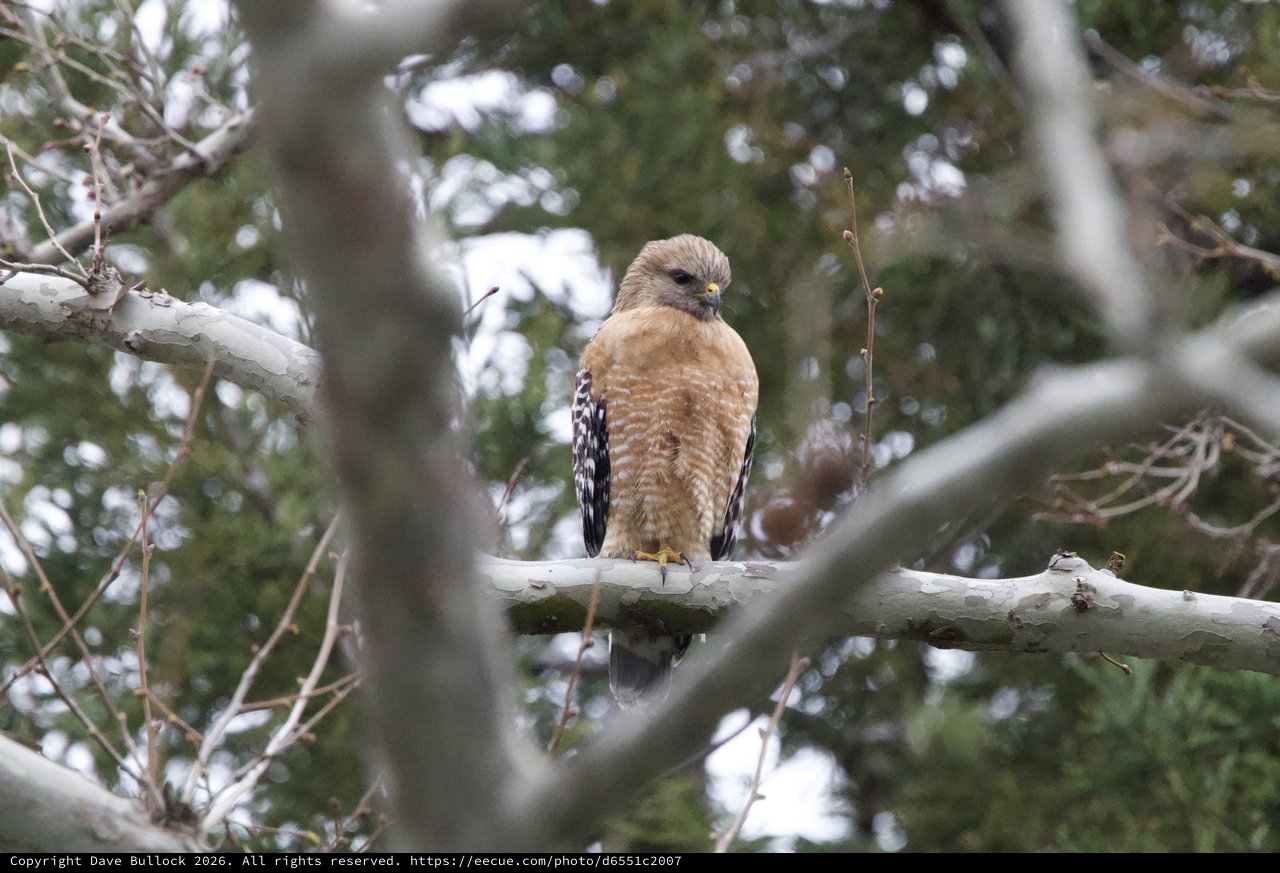Red-shouldered Hawk Perched in Winter Forest