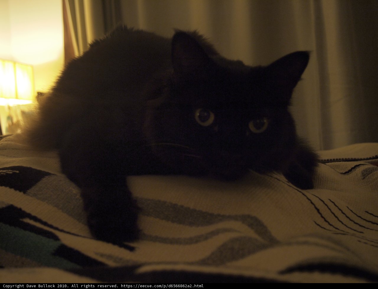 The Purr-fect Nap