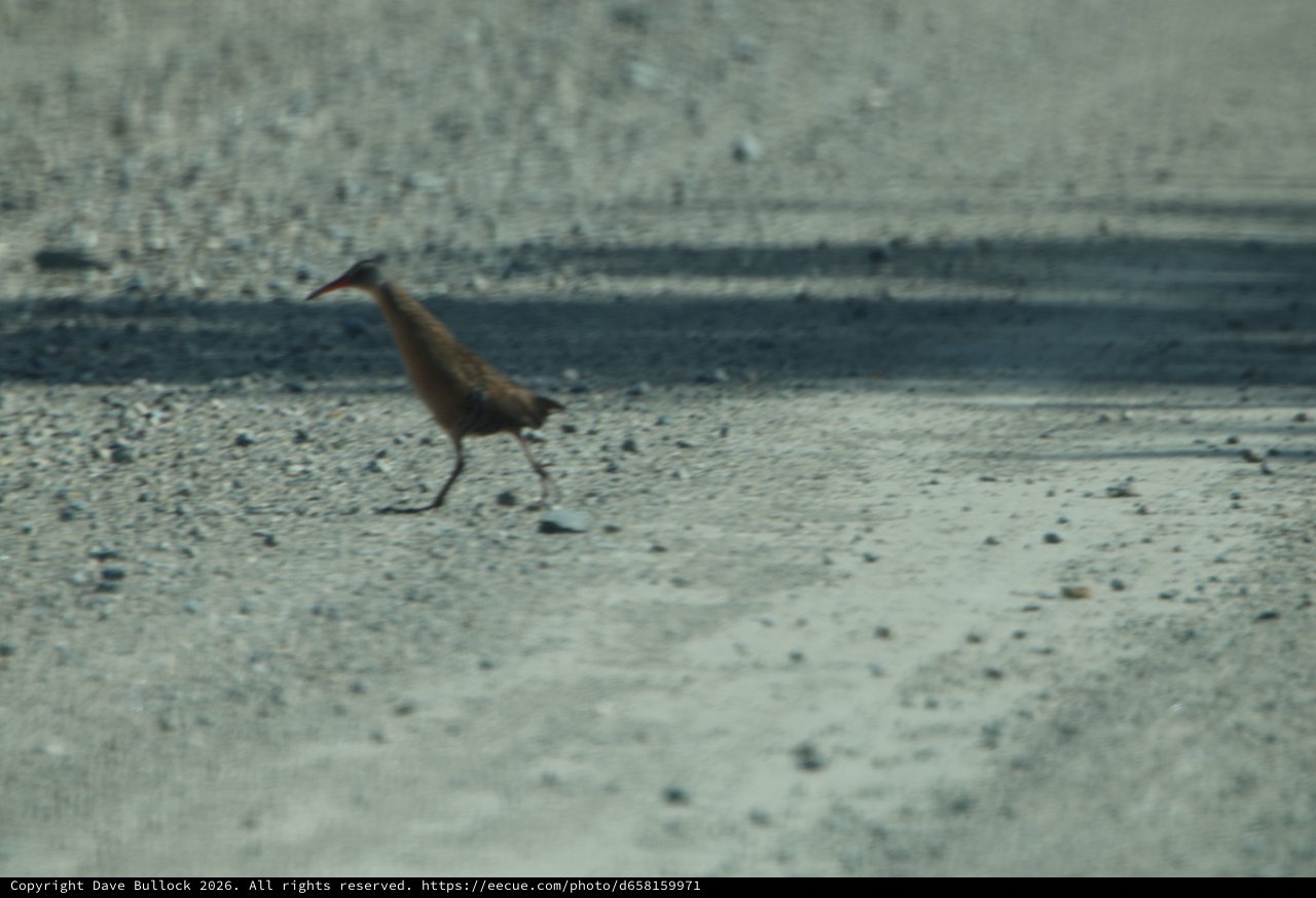 Solitary Shorebird Foraging on Wetland Mudflats at Dusk