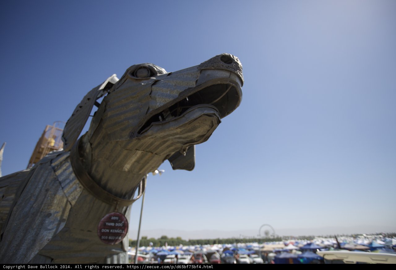 A Canine Companion at Coachella