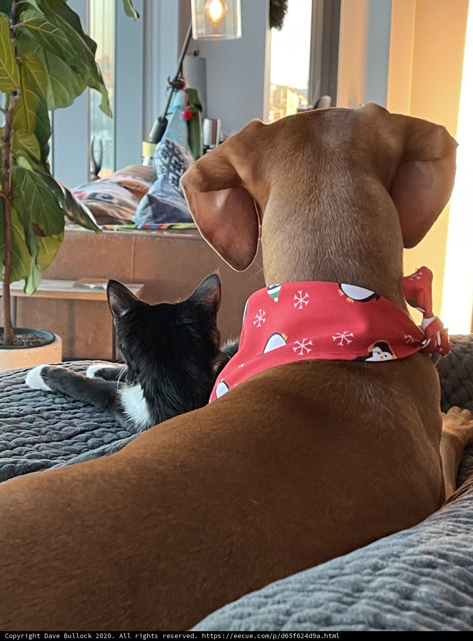 Furry Friends on the Couch