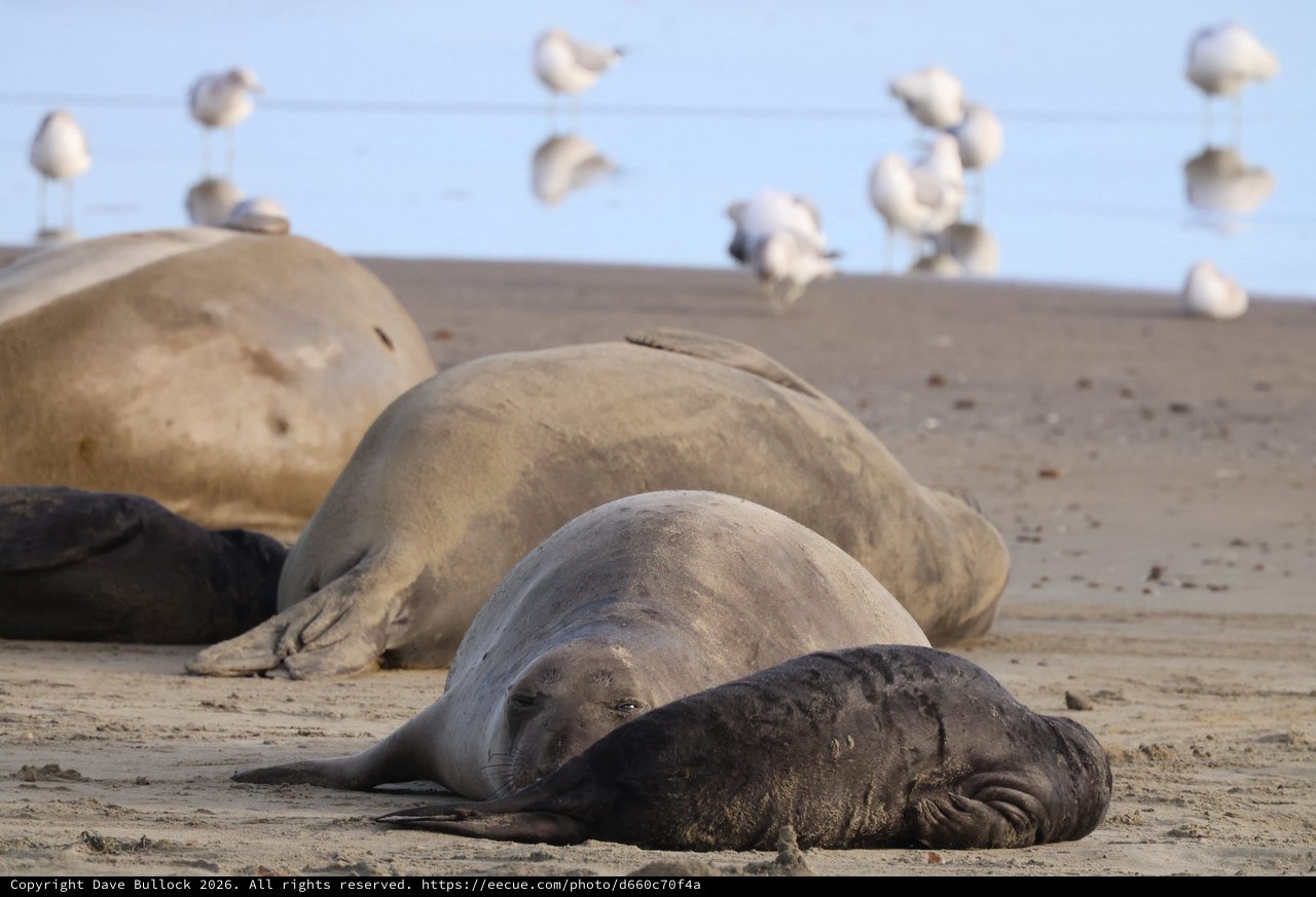 Elephant Seals Resting on Drakes Beach Shore