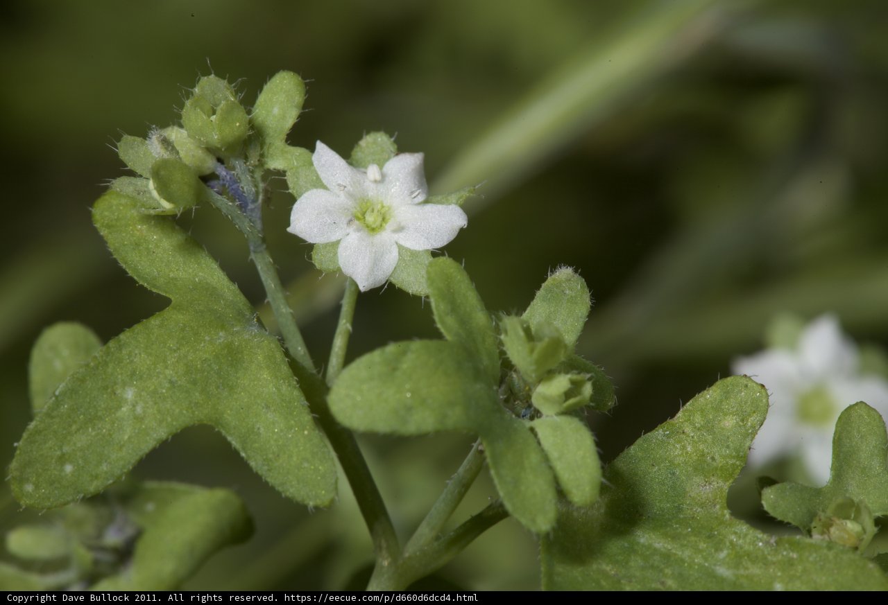 Geranium Flower Amongst Lush Foliage