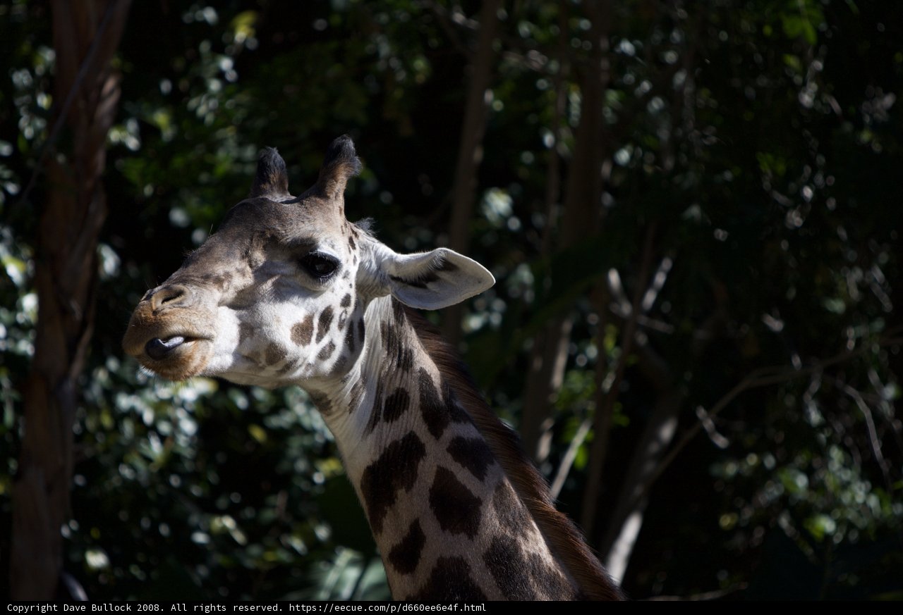 Curious Giraffe