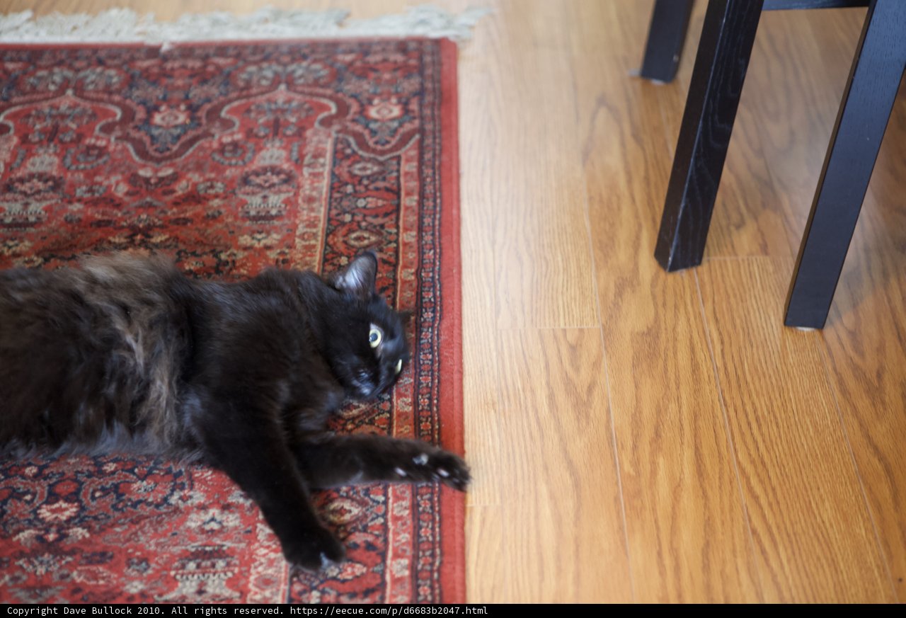 Feline Relaxation on Hardwood Flooring