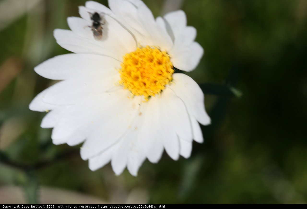 Busy Bee Collecting Pollen on White Daisy Flower