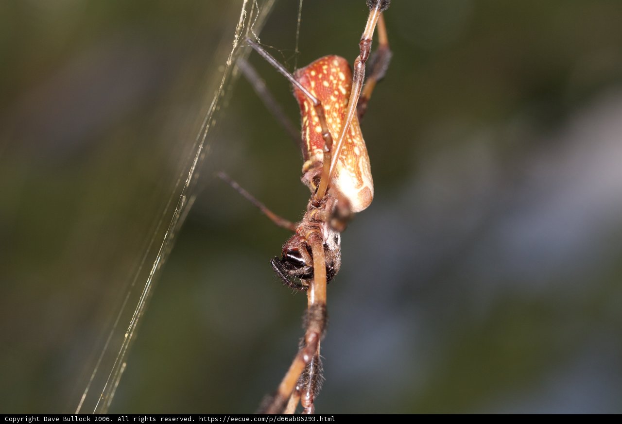 Garden Spider with Long Tail
