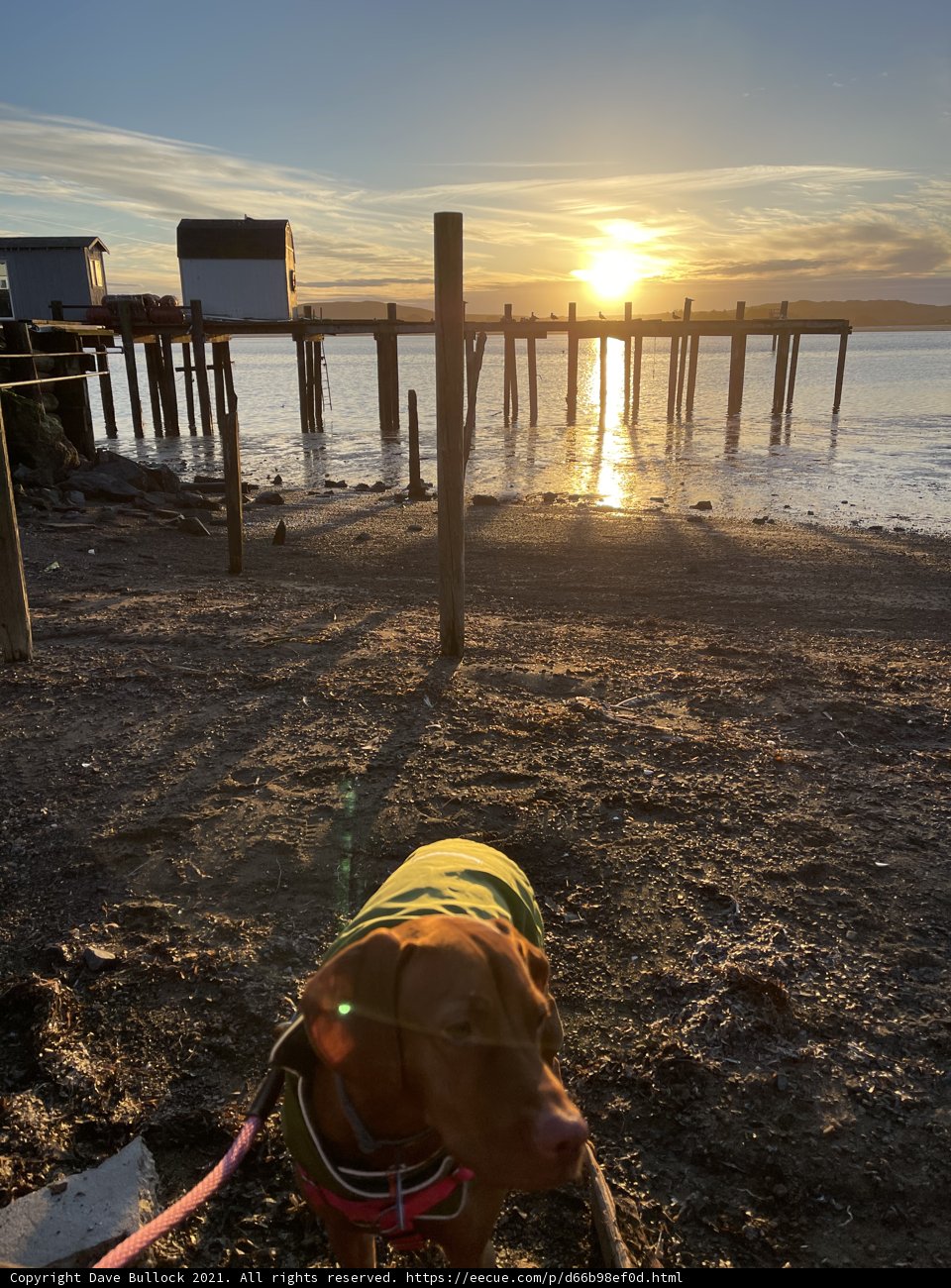 Sunset Stroll with My Canine Pal