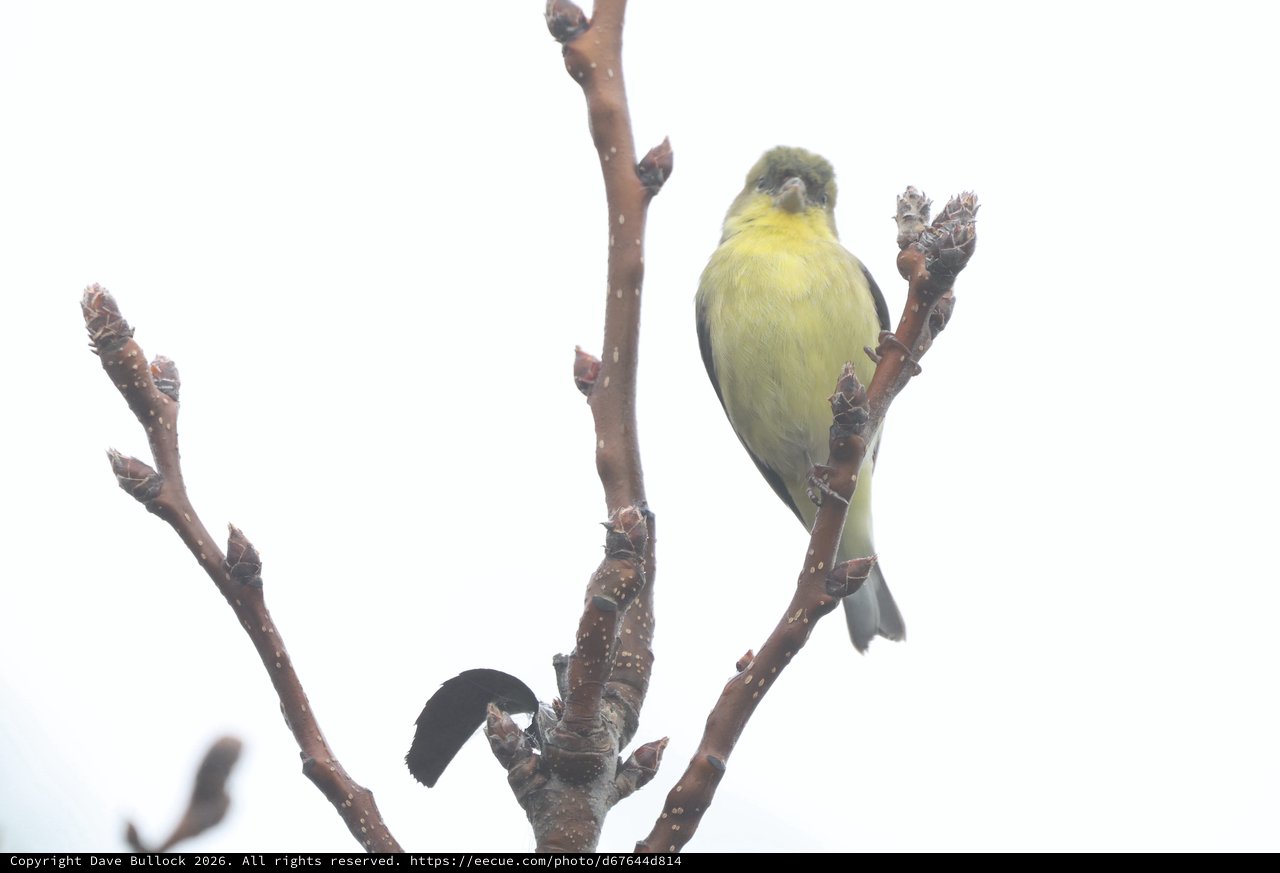 American Goldfinch Perched on Winter Branch in Snow