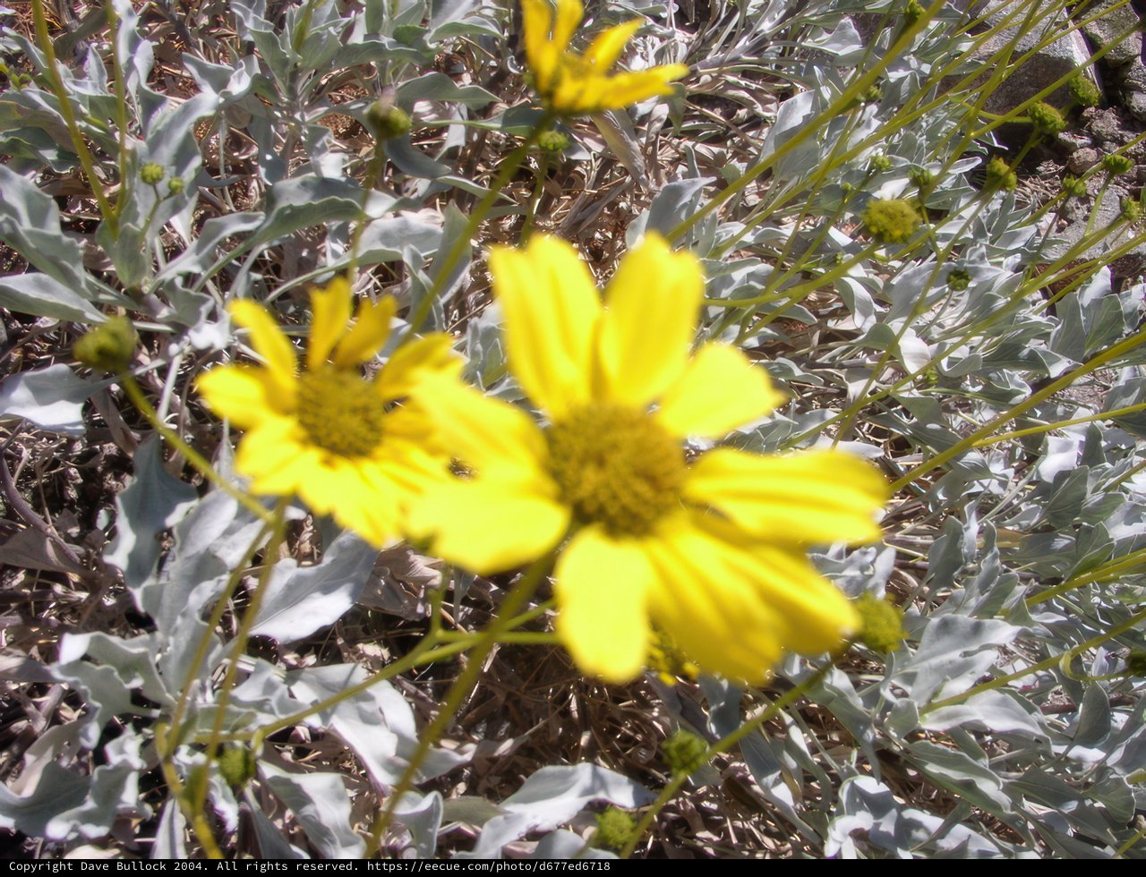 Desert Daisy Wonderland