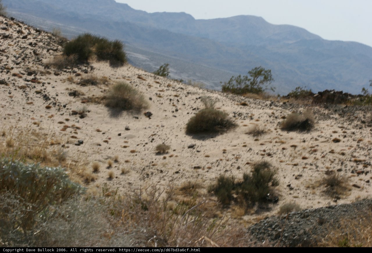 Nature's Minimalism in the Desert