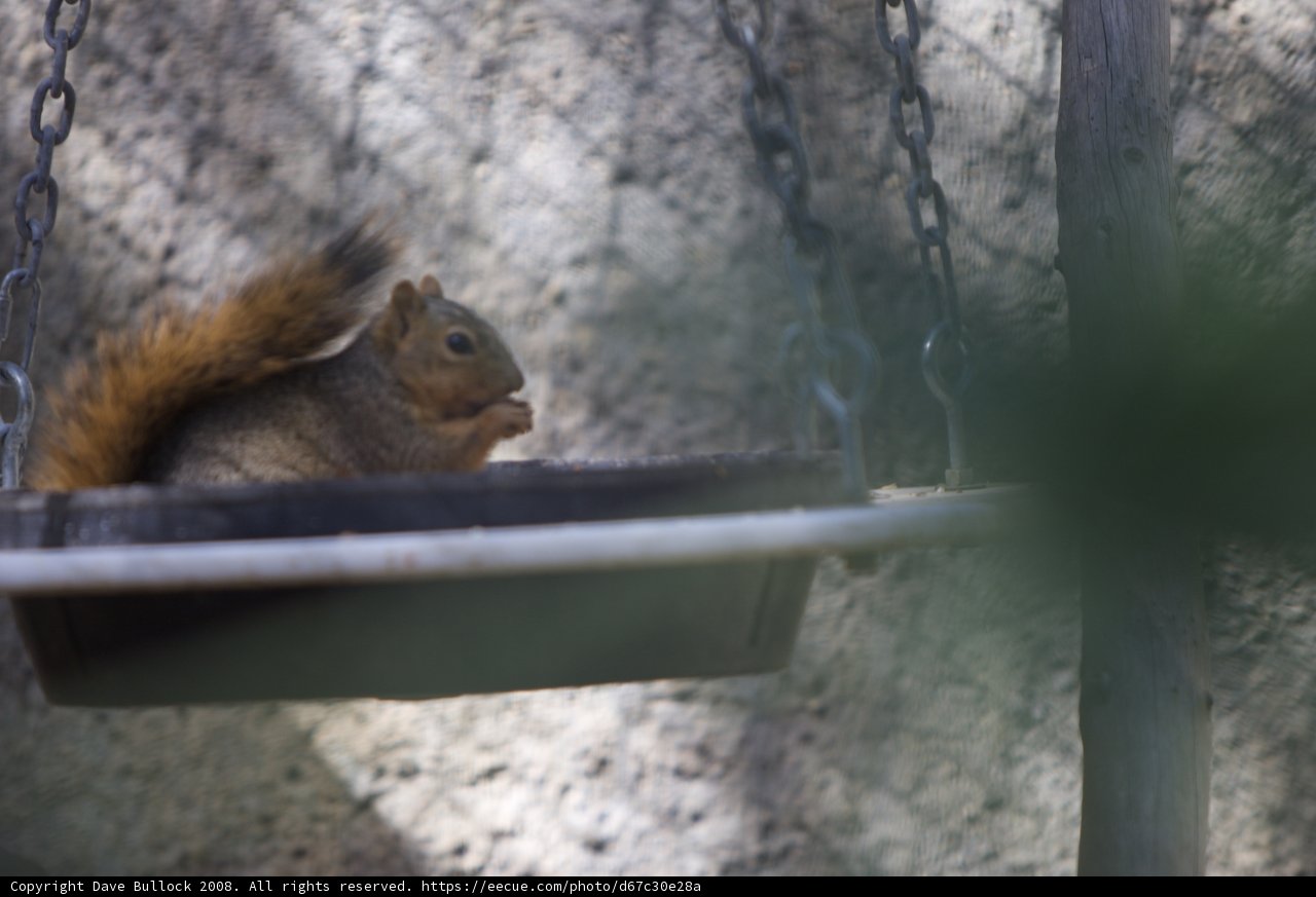 Swingin' Squirrel