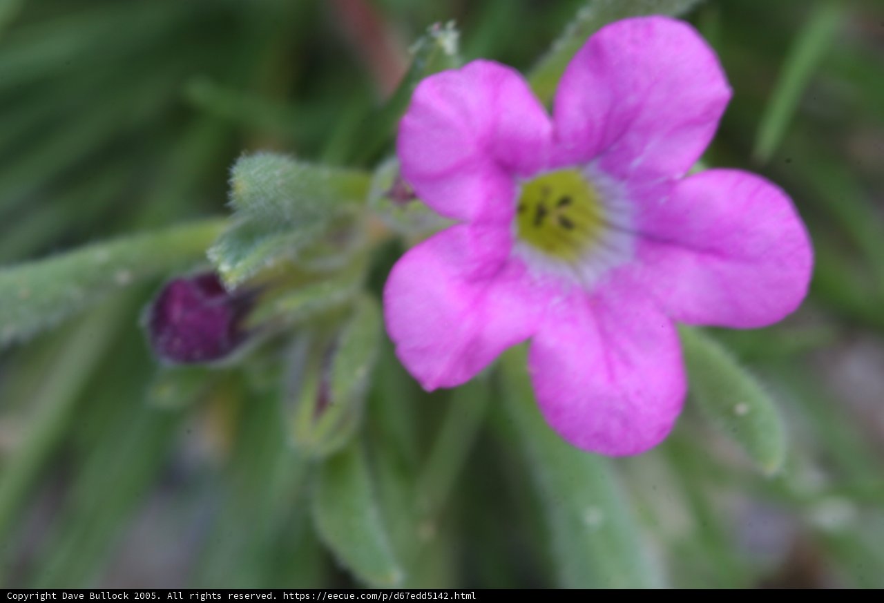 Pink Geranium Blossom