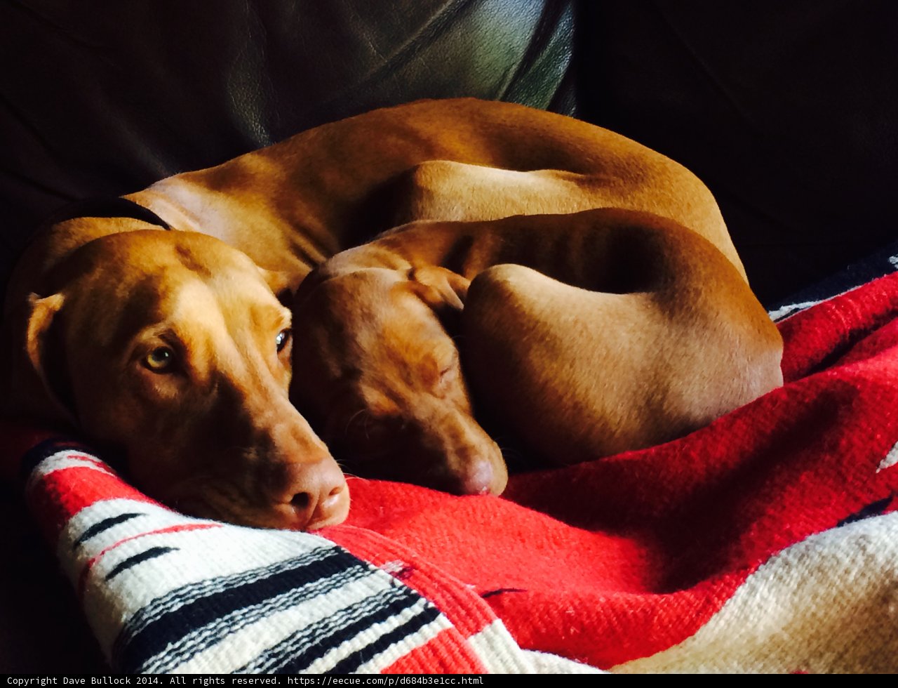 Furry Friends On The Couch