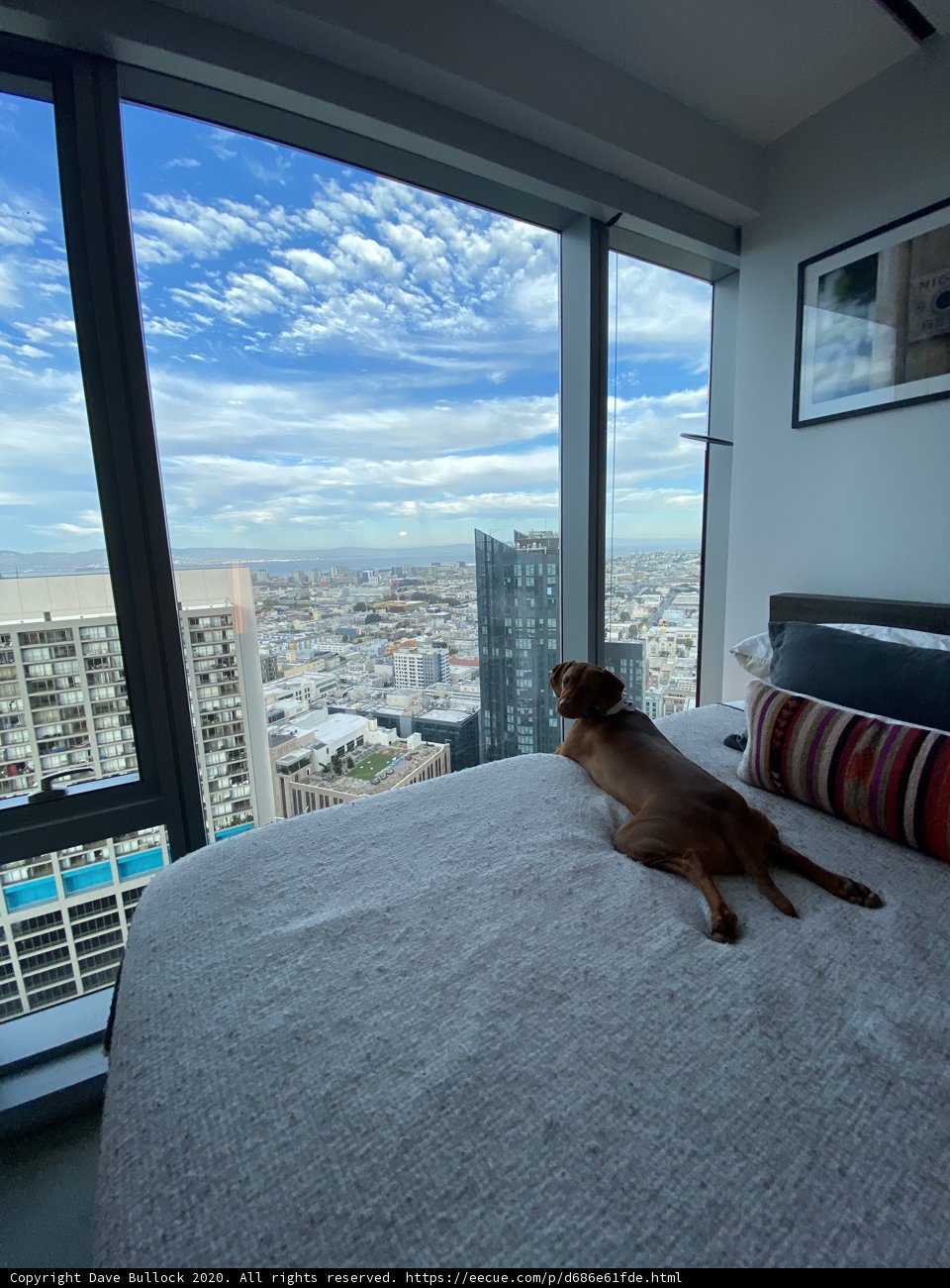 City Slicker Canine