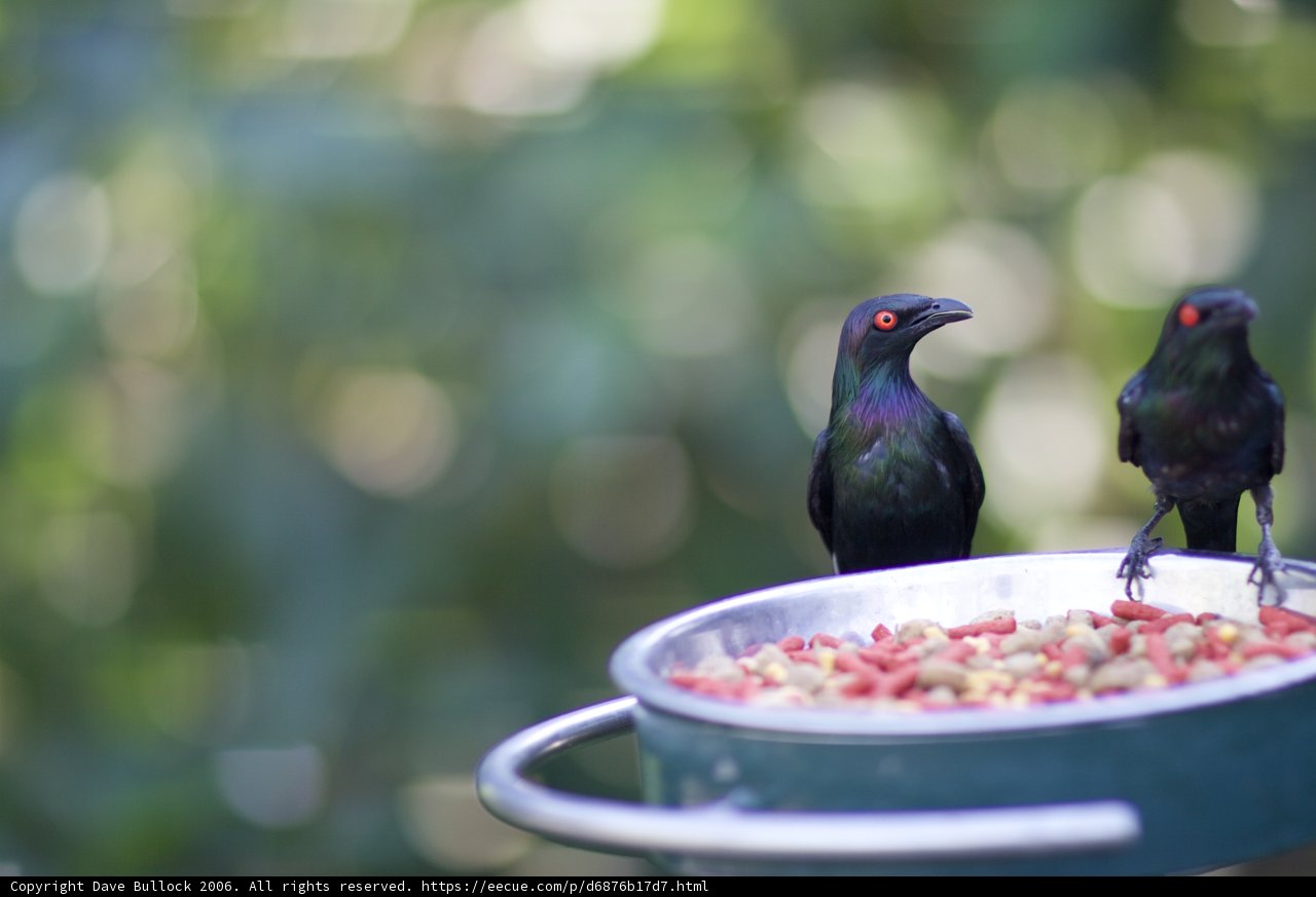 Bird duo on metal bowl