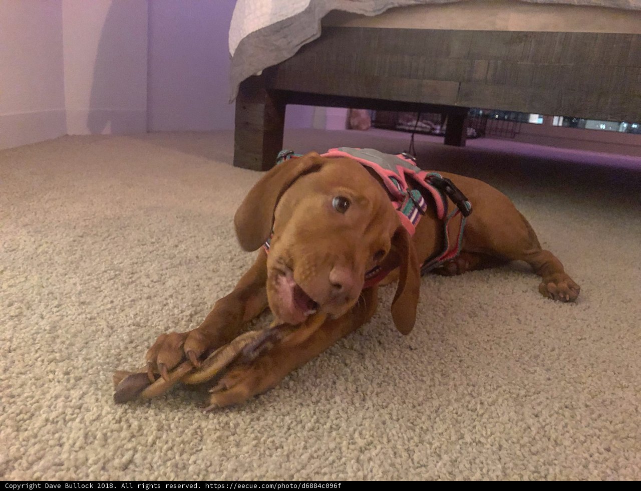 Puppy Love