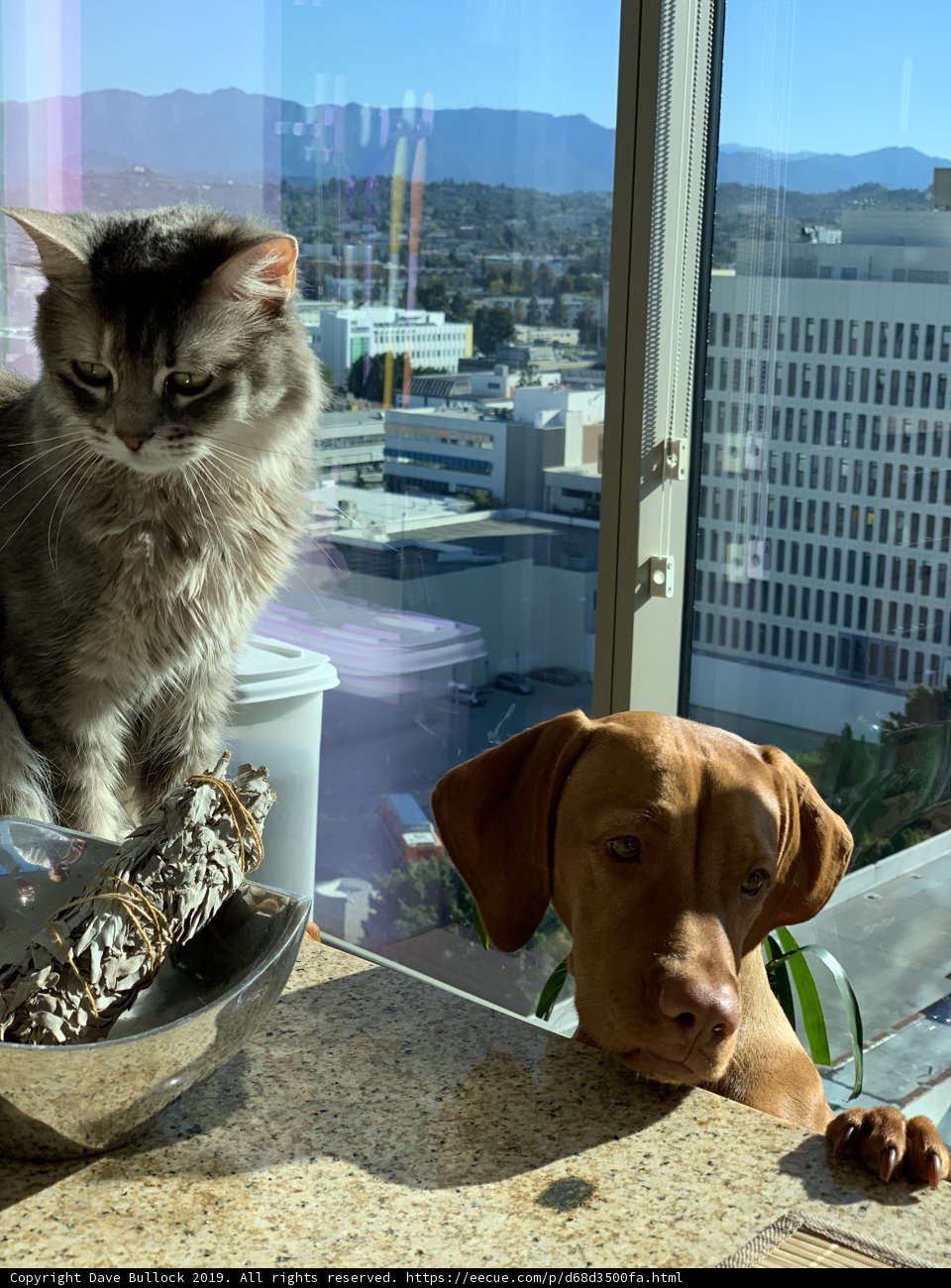 Feline and Fido Counter Buddies