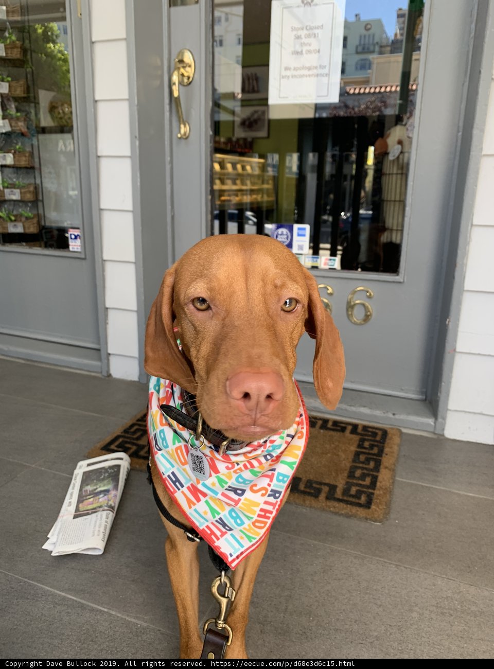Colorful Bandana on a San Francisco Pooch