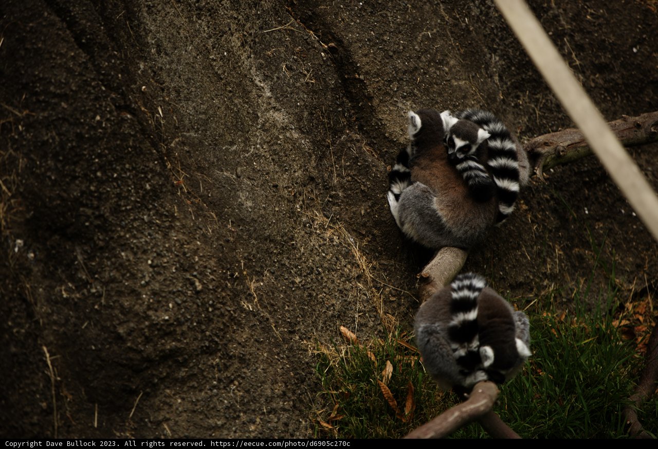 Lemur Companions at Oakland Zoo