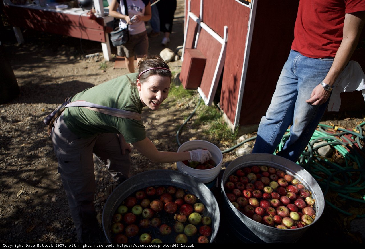 Apple Bobbing Fun at the Farm Harvest Festival